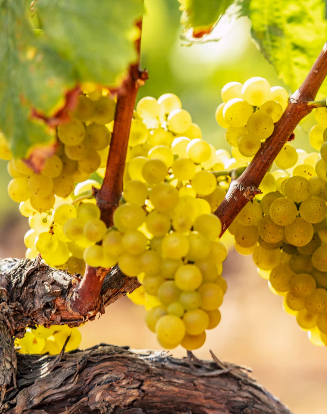 Grapes