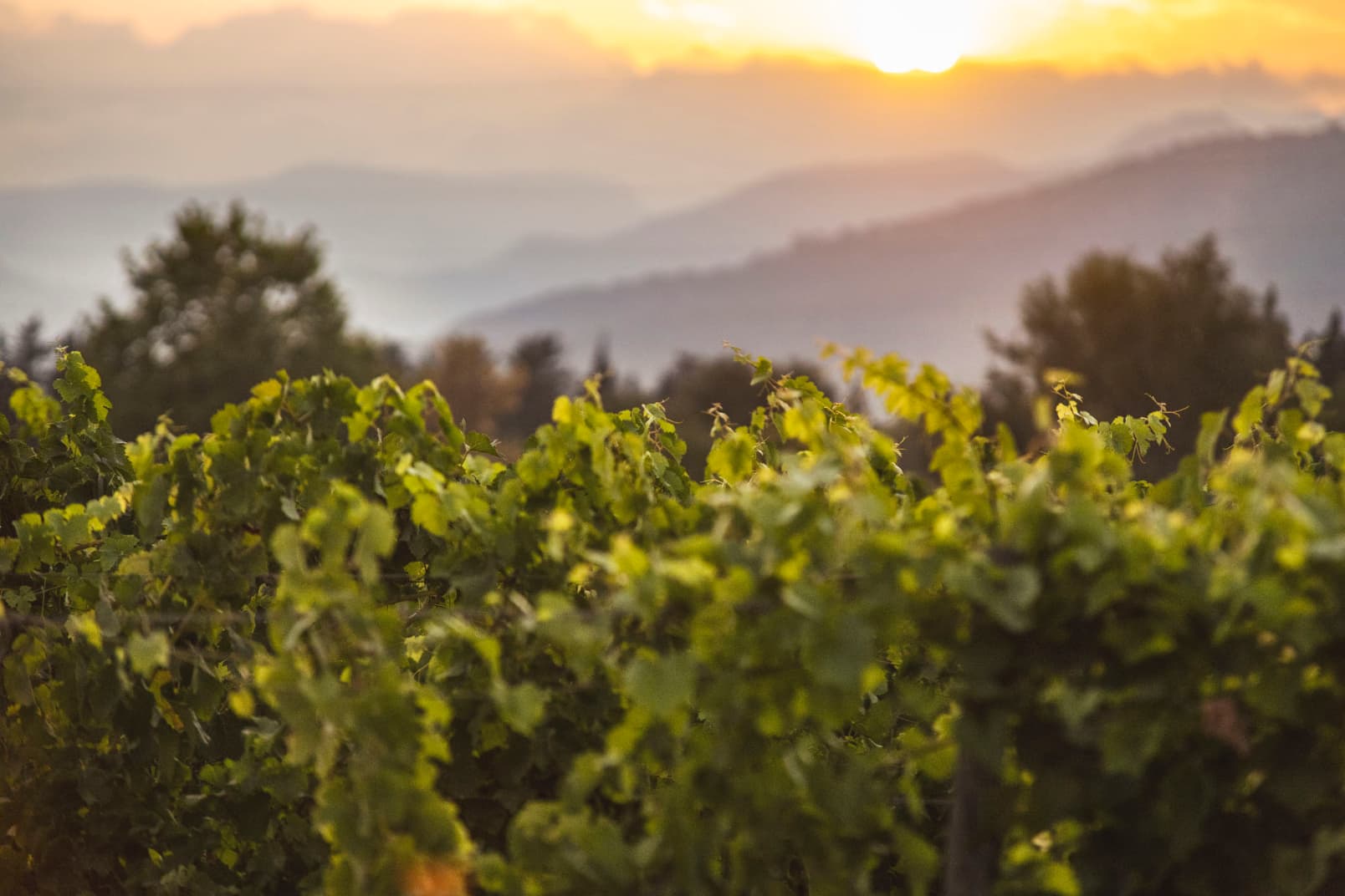 Sun over vines