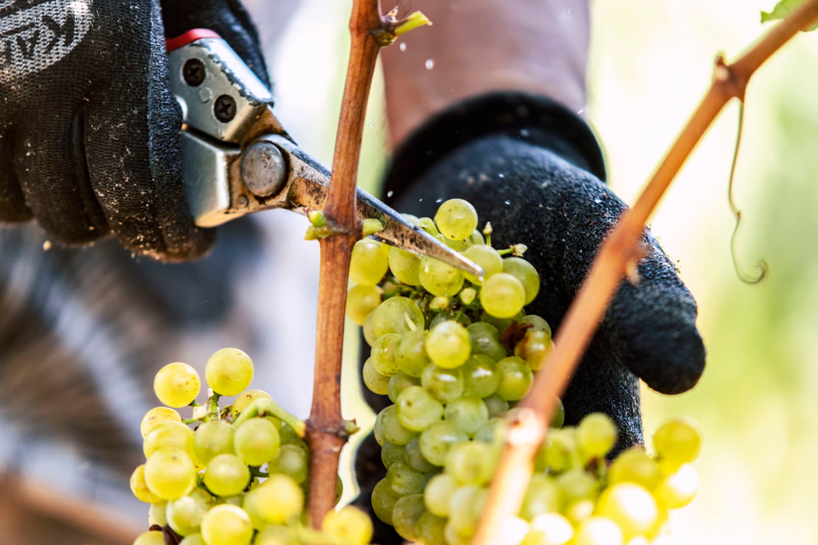 Harvesting grapes